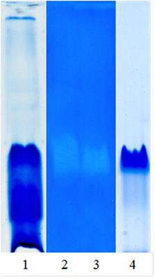 Antimicrobial Effect of a Proteolytic Enzyme From the Fruits of Solanum granuloso-leprosum (Dunal) Against Helicobacter pylori